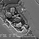 Illustration for article titled Weird Microscopic Structure Found In Martian Meteorite